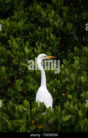 Adult Great egret bird Ardea alba perches in a tree Stock Photo