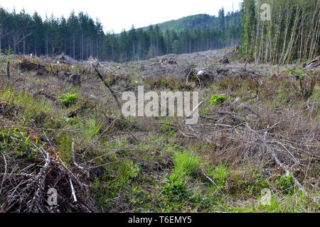 Clear cut land of felled trees and tree stumps reflecting deforestation of once vibrant forest in Pacific Northwest Stock Photo