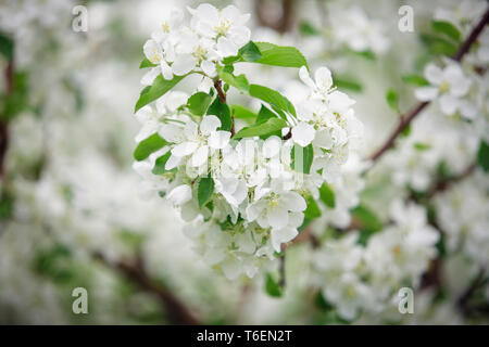 Blooming apple tree in spring time. Stock Photo