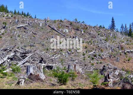 Clear cut land of felled trees and tree stumps reflecting deforestation of once vibrant forest in Pacific Northwest Stock Photo