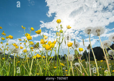 Dandelion Meadow in Spring, Taraxacum officinale, Germany, Europe Stock Photo