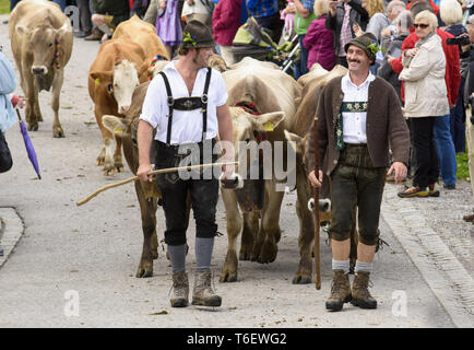 Traditional and annual driving down a herd of cows with shepherds in traditional dress to stable, Bavaria, Germany Stock Photo