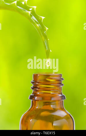 alternative medicine with herbal and homeopathic essence falling down from aloe vera medicinal plant Stock Photo