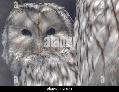 Ural owl face portrait (Strix uralensis) camouflaged in the shadow Stock Photo