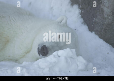 Polar bear (ursus maritimus) sleeping on white snow Stock Photo