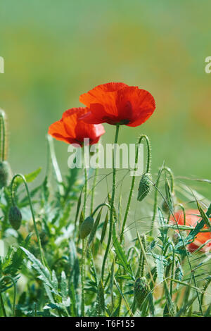 Poppy Flowers in Grass Stock Photo