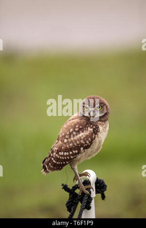 Baby Burrowing owl Athene cunicularia perched outside its burrow Stock Photo