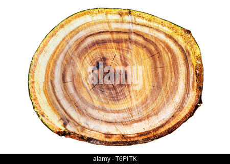 Wooden tree trunk texture Stock Photo