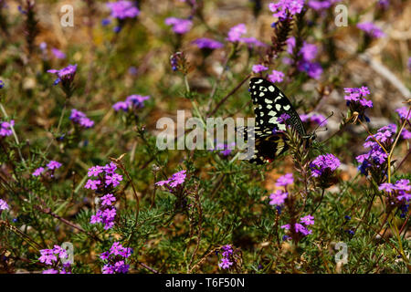 Black and white Butterfly sitting on purple flowers Stock Photo