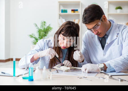 Paleontologists looking at bones of extinct animals Stock Photo