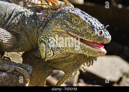 Close up of iguana head