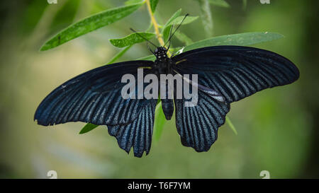male great Mormon Butterfly Stock Photo