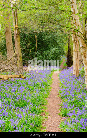 long forest path bordered with Bluebells Stock Photo