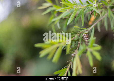 Australian wattle leaves and gum nuts closeup, blurry for background image, outdoor garden natural scene Stock Photo