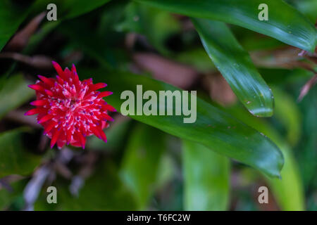 Bright pink bromeliad flower set amongst deep glossy green leaves, textured natural outdoor background Stock Photo