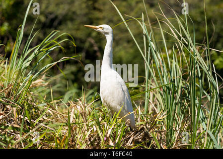 White egret in the hill country of Sri Lanka Stock Photo