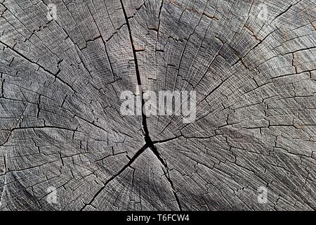 Structure of a sawn tree trunk in a forest Stock Photo