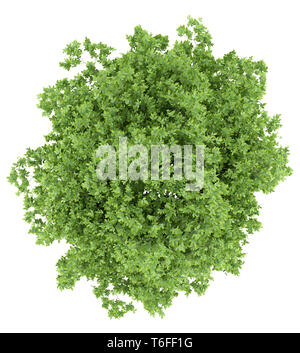 lemon tree isolated on white background Stock Photo - Alamy