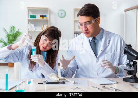 Paleontologists looking at bones of extinct animals Stock Photo