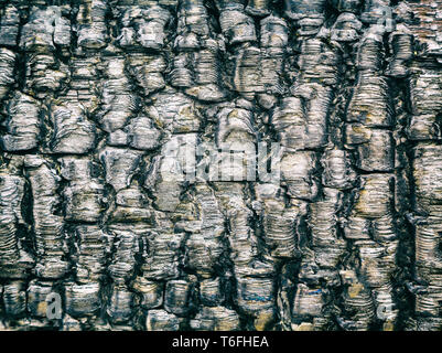 Burned wood close-up Stock Photo
