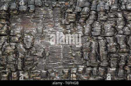 Burned wood close-up Stock Photo