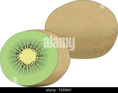 Kiwi Fruit Vector Illustration Stock Vector