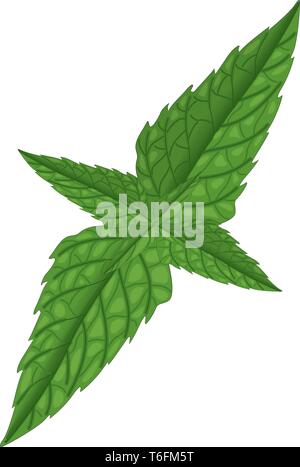 Fresh Mint Leaf Vector Illustration. Healthy Eating, Sweet Food Stock ...