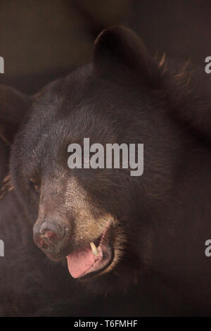 Black bear Ursus americanus relaxes in its cave Stock Photo