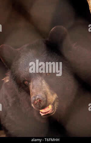 Black bear Ursus americanus relaxes in its cave Stock Photo