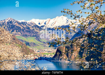 Lake Lucerne with snow covered mountains at spring with  apple blossoms in the foreground Stock Photo