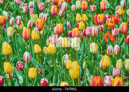 Different colors tulip flowers in the spring time garden Stock Photo
