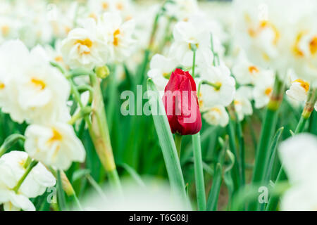 Red french tulip growing among white daffodils in a flower field, seen at a tulip festival. Green stems showing. Romantic red colour on the tulip. Stock Photo
