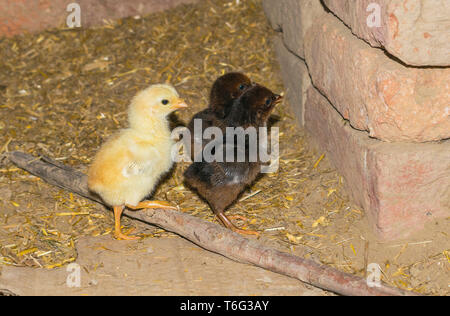 closeup view of three beautiful little chicks in hen house front view. Stock Photo