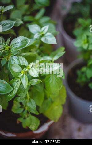 Juicy green basil grows in a pot. close-up Stock Photo