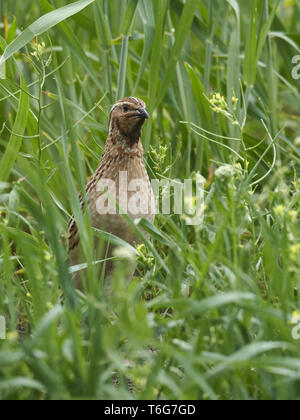 common quail (Coturnix coturnix) or European quail Stock Photo