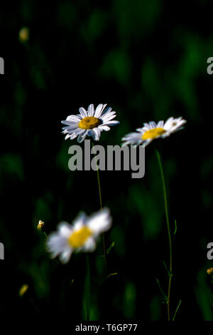 White chamomiles abstract on a meadow Stock Photo