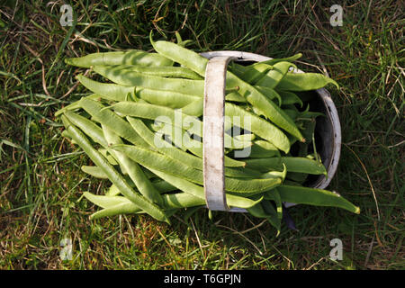 A trug filled with green organic runner beans Stock Photo