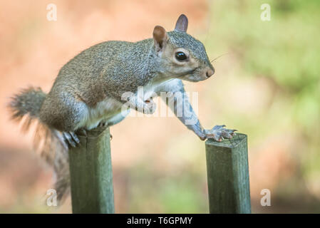 tiny squirrel on a fence Stock Photo