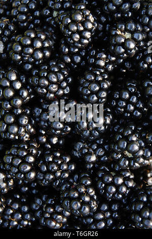 Freshly picked organic blackberries Stock Photo
