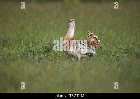 Giant bustard, Otis tarda, Brandenburg, east Germany Stock Photo