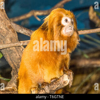 Golden Lion Tamarin (Leontopithecus rosalia).Adult photographed at Stockholm Zoo. Sweden. Stock Photo