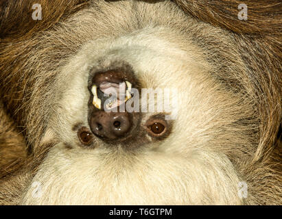 Hoffmann's Two-toed Sloth (Choloepus hoffmanni).This animal photographed in Stockholm Zoo.Sweden.