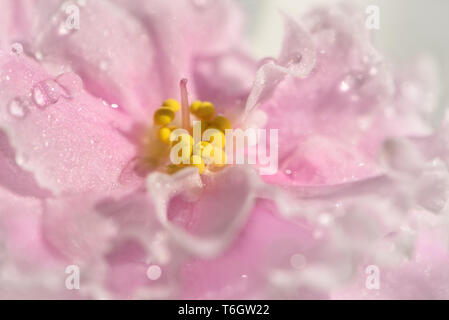 Delicate floral background with pink Saintpaulia flower with white border and water drops close up Stock Photo