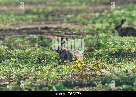 Brown hare eats spring grass on the meadow Stock Photo