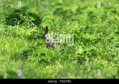 Brown hare eats spring grass on the meadow Stock Photo