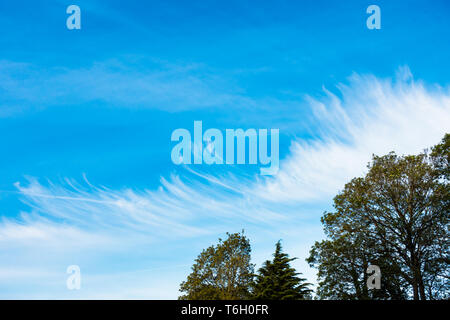 Unusual, strange cloud formation over a blue sky with chemtrails, contrails and trees. Stock Photo