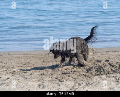 Happy dog digging and playing on sandy beach in sunshine. Wet and covered in sand Stock Photo