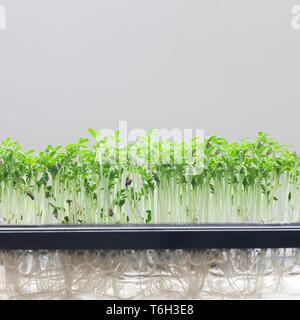 Cress water seedlings agriculture. Green food, vegan and ecological concept. Stock Photo