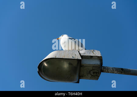 Seagull is resting in the middle on a lamp post photo taken from below Stock Photo