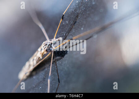 Macro shot of Cranefly on reflective surface. Stock Photo